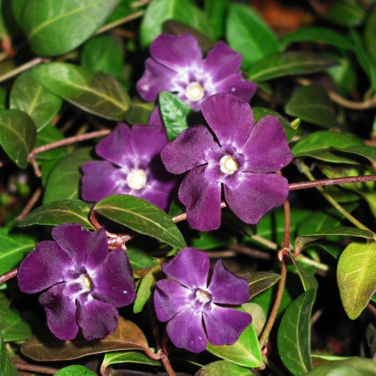 Atropurpurea Periwinkle - LandscapeDirect