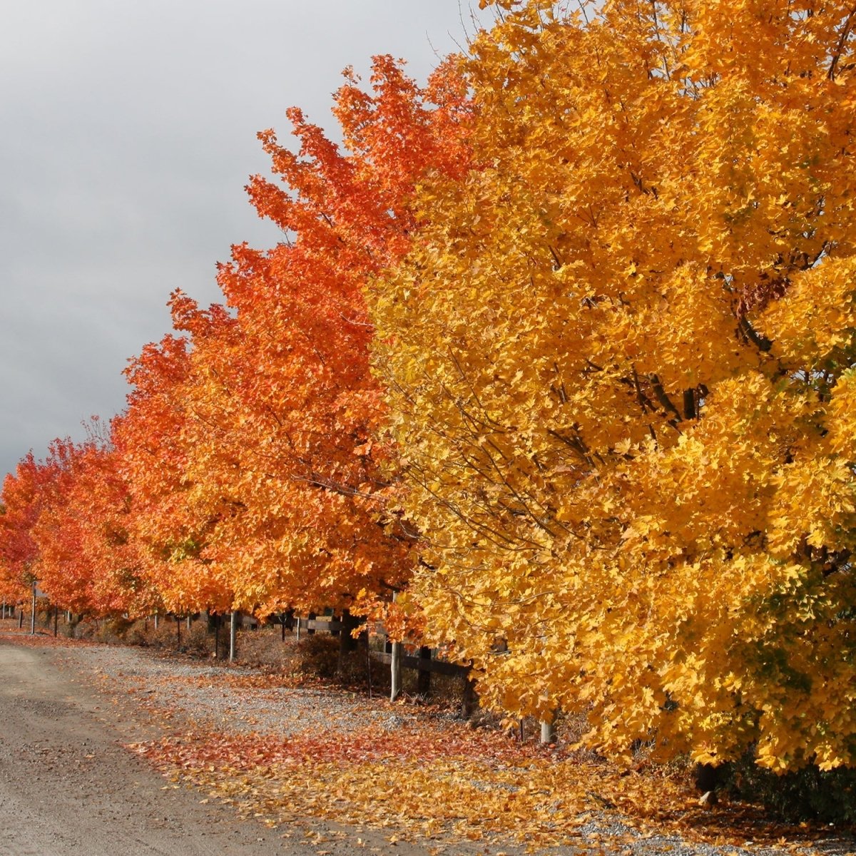Autumn Blaze Maple - LandscapeDirect