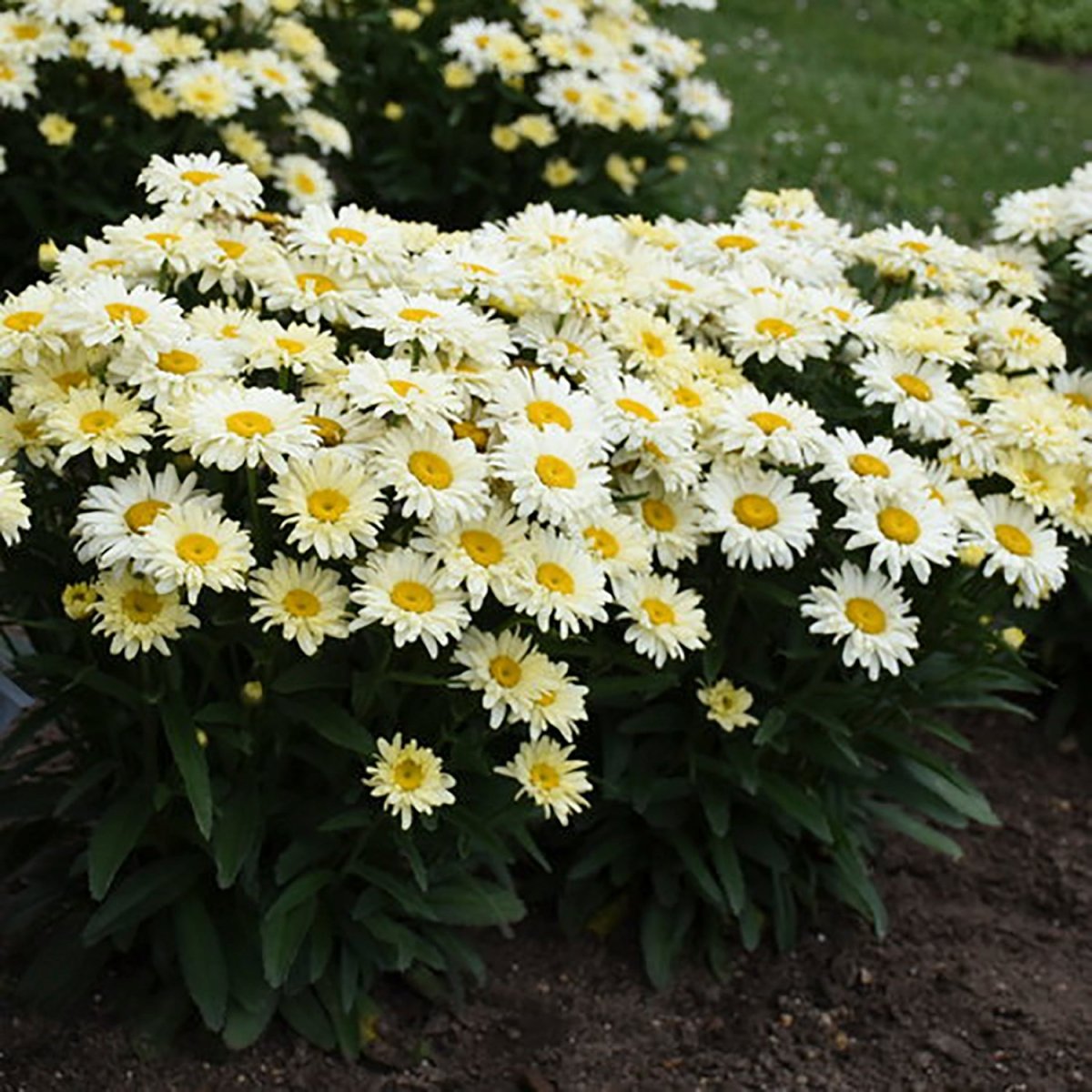Banana Cream II Shasta Daisy - LandscapeDirect