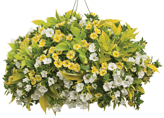 Barcelona Sun - Hanging Basket Kit - LandscapeDirect