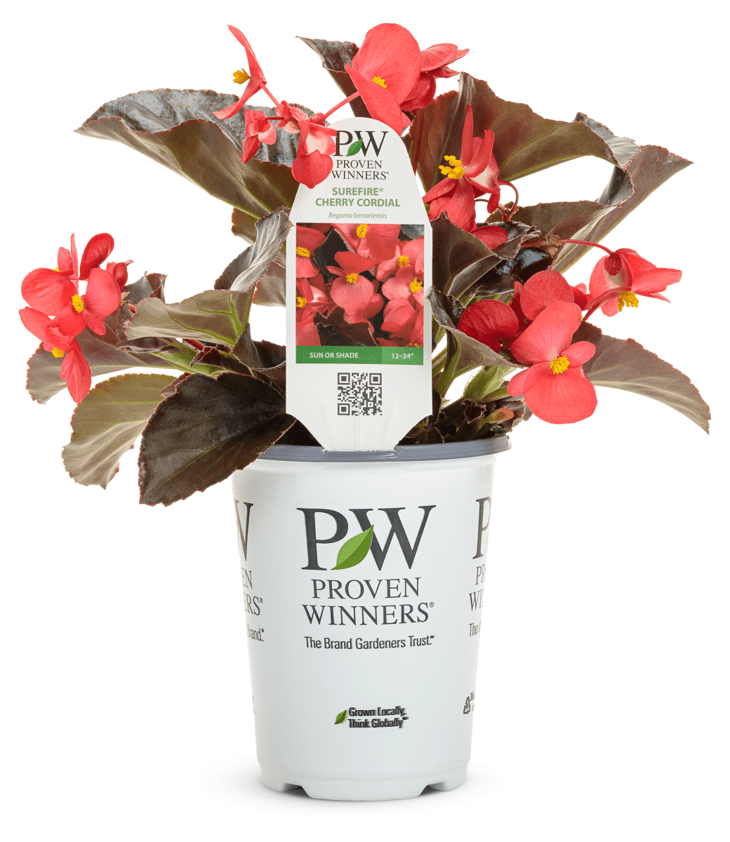 Begonia Surefire Cherry Cordial - LandscapeDirect