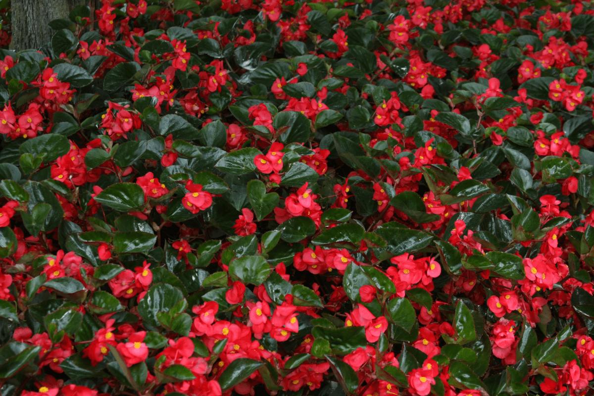 Begonia Surefire Red - LandscapeDirect