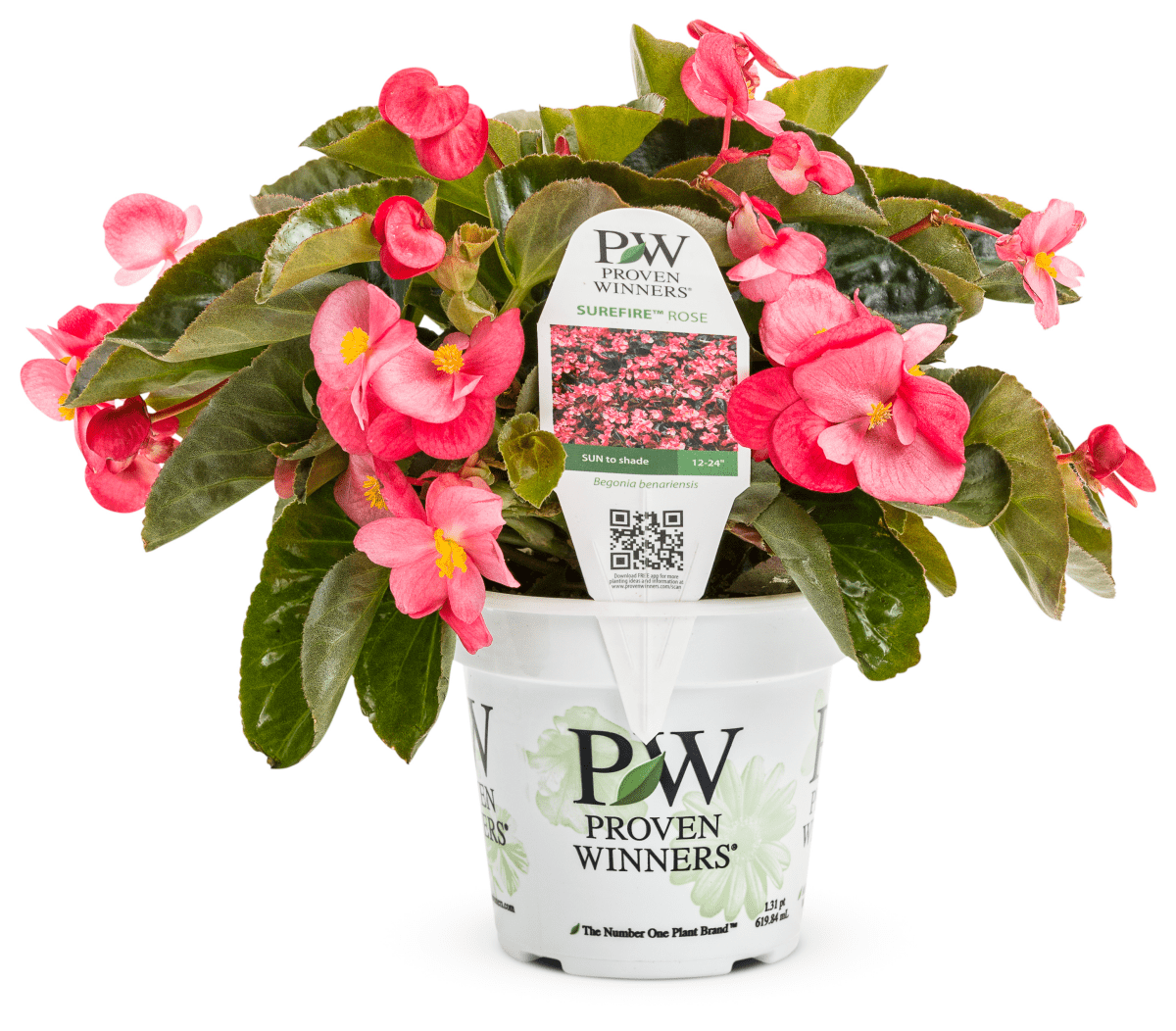 Begonia Surefire Rose – LandscapeDirect