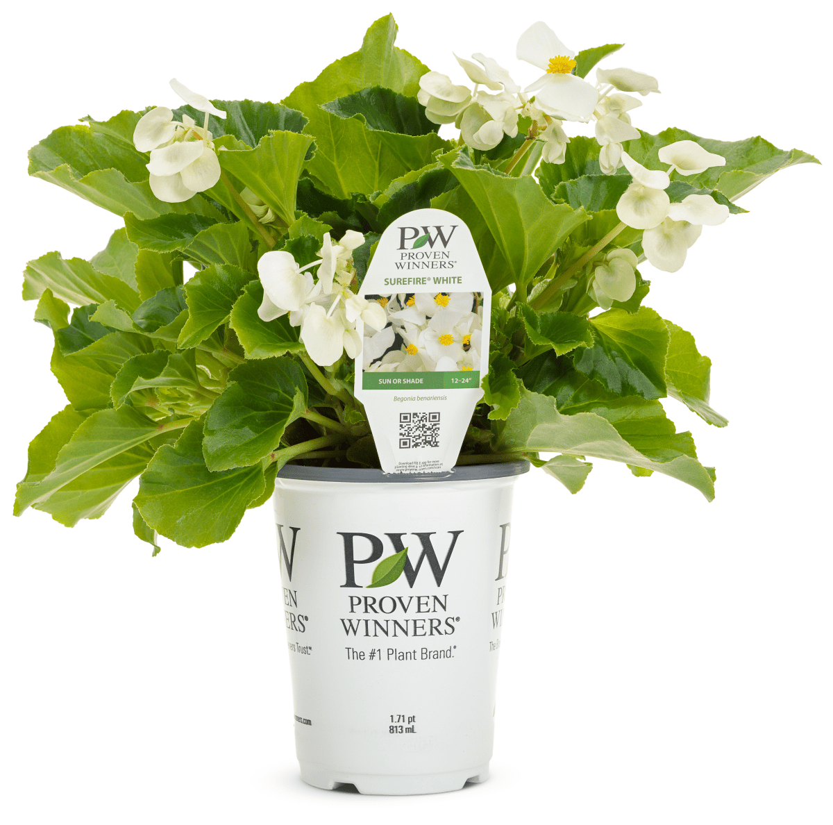 Begonia Surefire White – LandscapeDirect