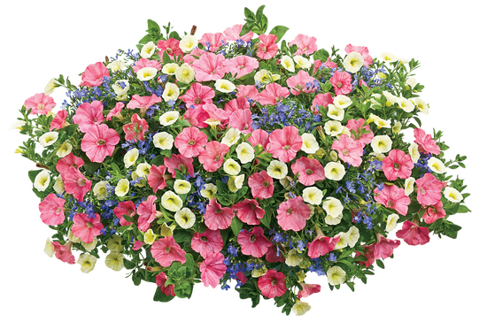 Bermuda Skies - Hanging Basket Kit - LandscapeDirect