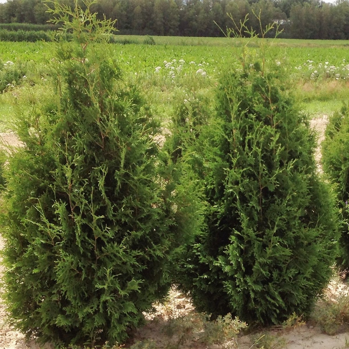 Black Cedar - LandscapeDirect