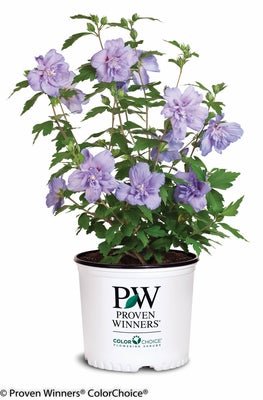 Blue Chiffon Rose of Sharon - LandscapeDirect