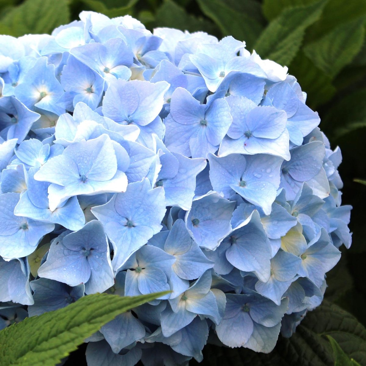 Blue Heaven Hydrangea - LandscapeDirect