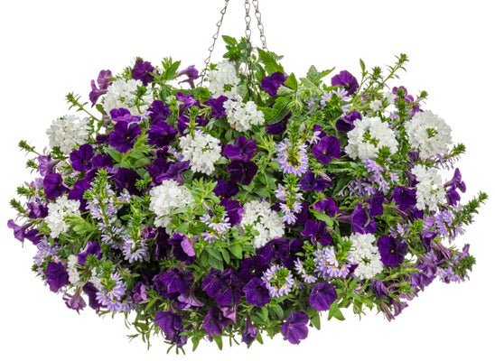Blue Raspberry - Hanging Basket Kit - LandscapeDirect