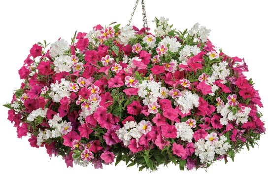 Botanical Bouquet - Hanging Basket Kit - LandscapeDirect