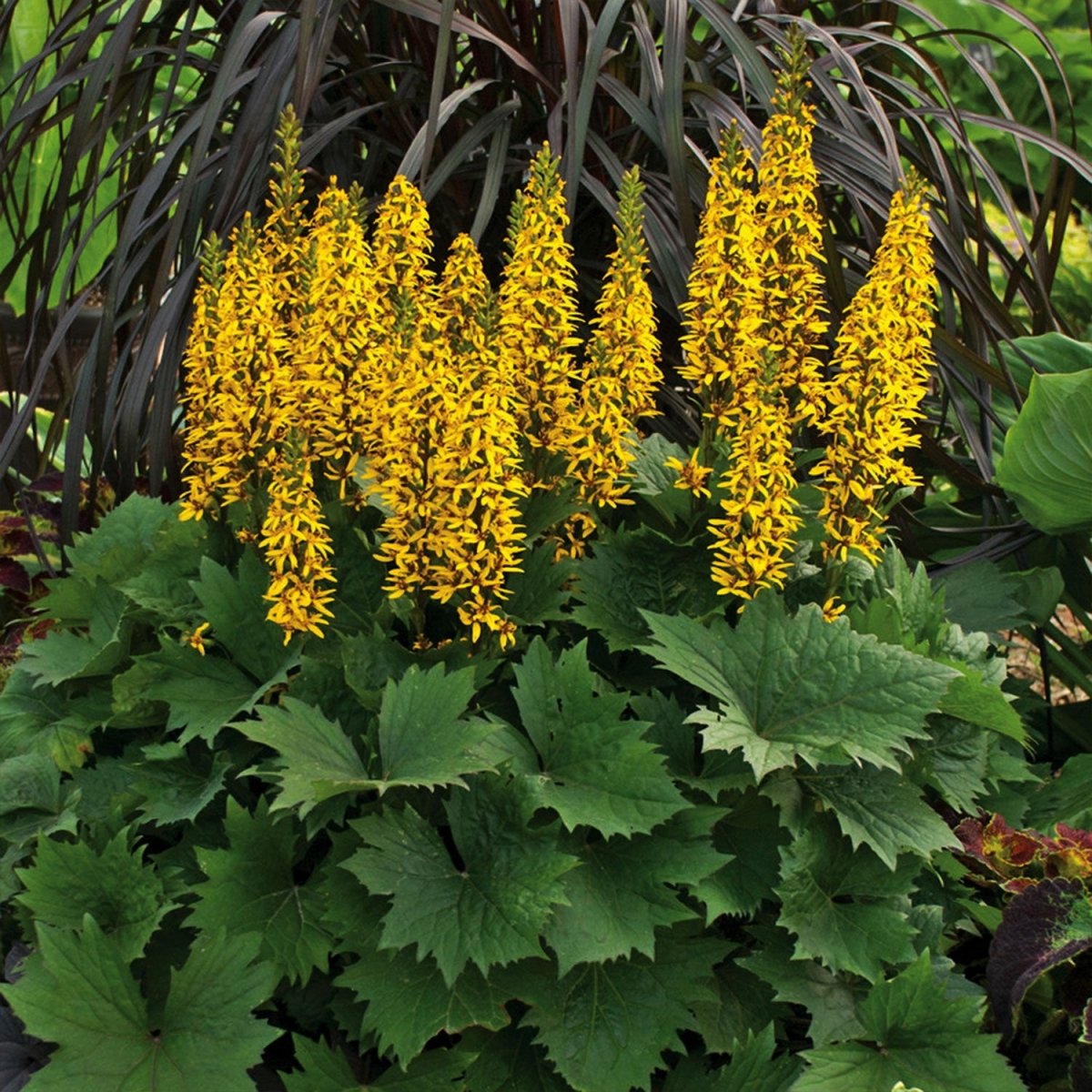 Bottle Rocket Golden Ray - LandscapeDirect