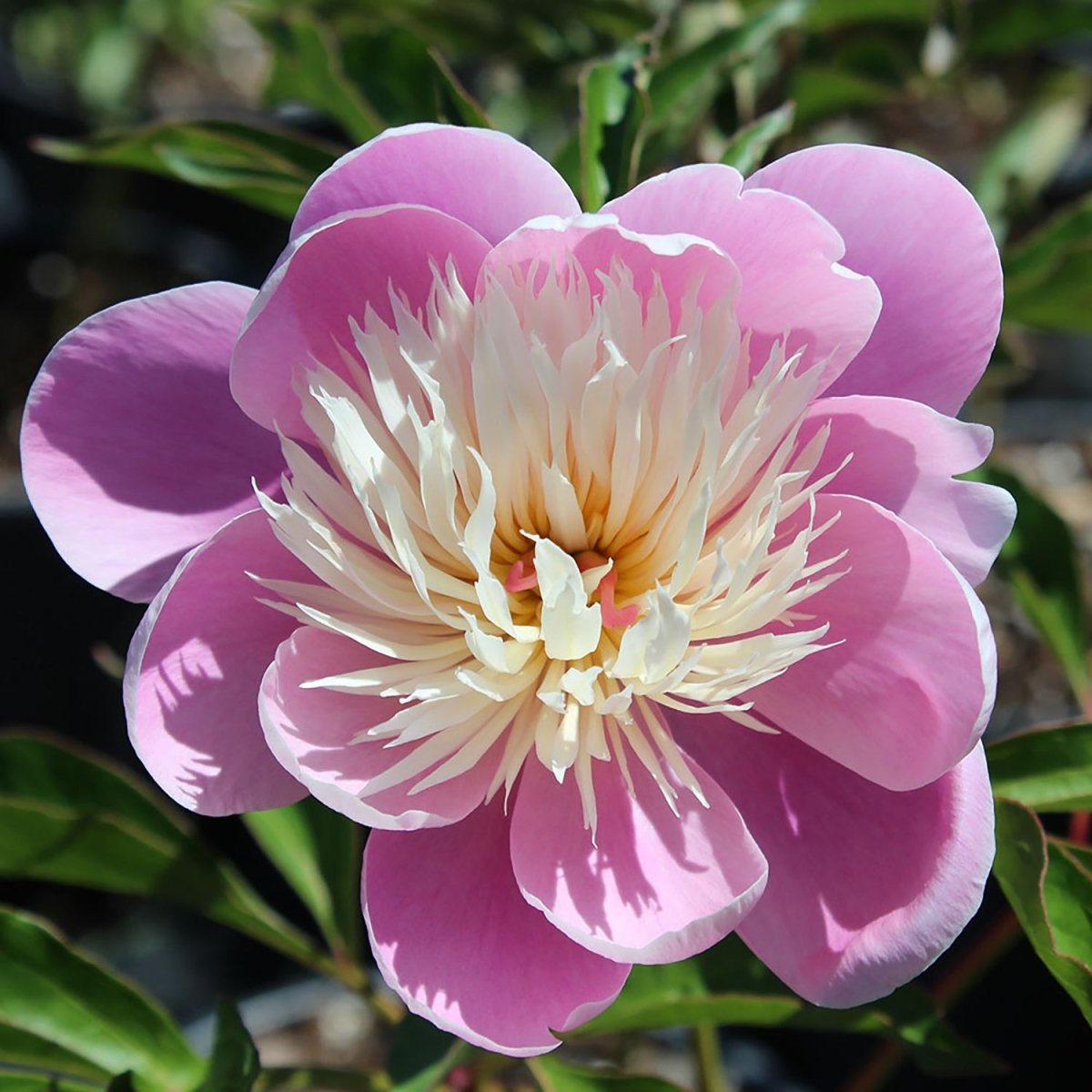 bowl of beauty peony plant Bowl of Beauty Peony – LandscapeDirect