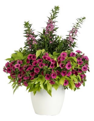 Breathless - Patio Container Kit - LandscapeDirect