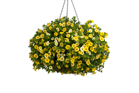 Brighter Than Sunshine - Hanging Basket Kit - LandscapeDirect