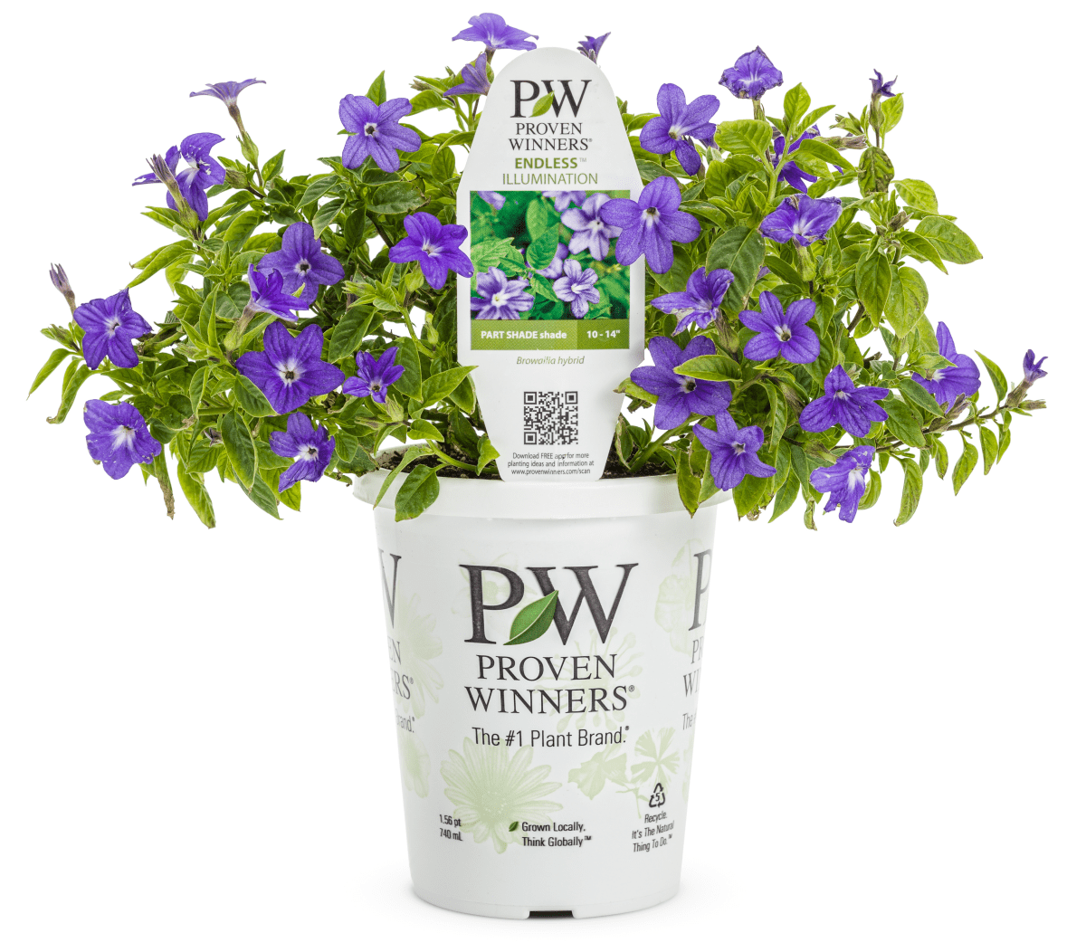 Browallia Endless Illumination - LandscapeDirect