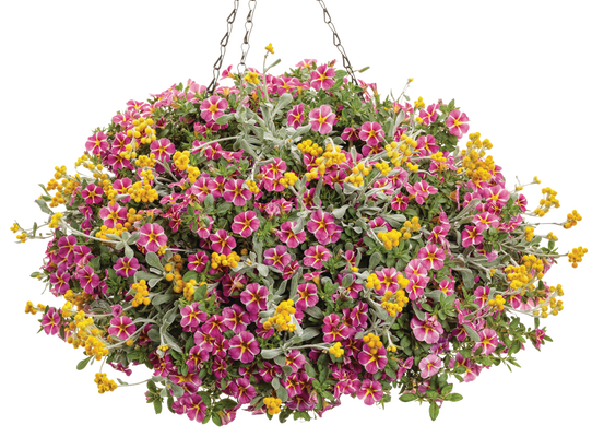 By Chance - Hanging Basket Kit - LandscapeDirect