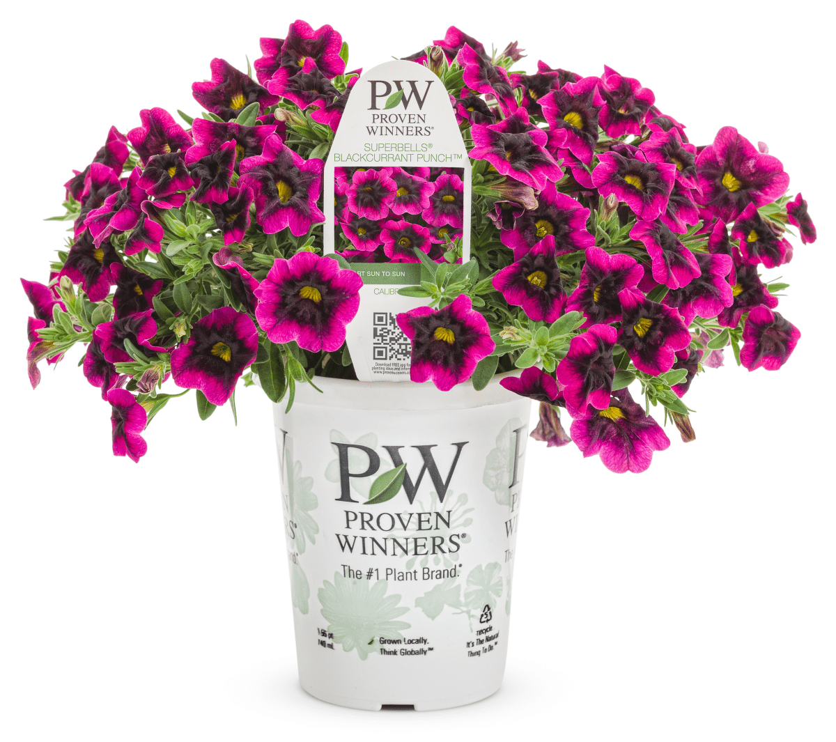 Calibrachoa Superbells Blackcurrant Punch – LandscapeDirect