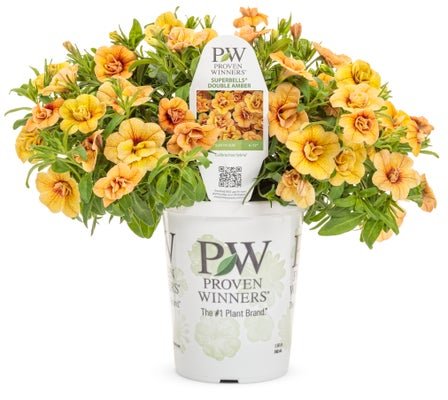 Calibrachoa Superbells Double Amber - LandscapeDirect