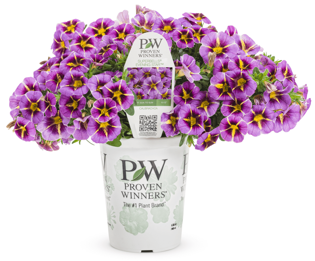 Calibrachoa Superbells Evening Star - LandscapeDirect