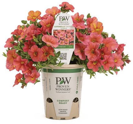 Calibrachoa Superbells Tropical Sunrise - LandscapeDirect