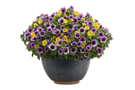 California Blue - Patio Container Kit - LandscapeDirect