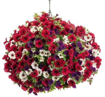 Charleston - Hanging Basket Kit - LandscapeDirect