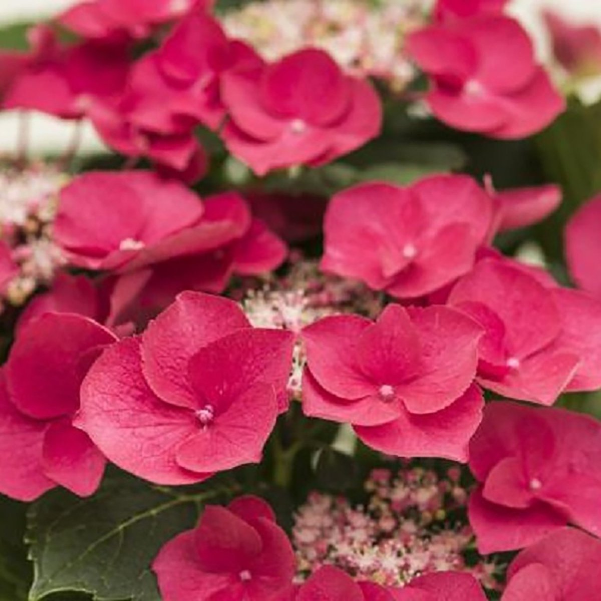 Cherry Explosion Hydrangea - LandscapeDirect