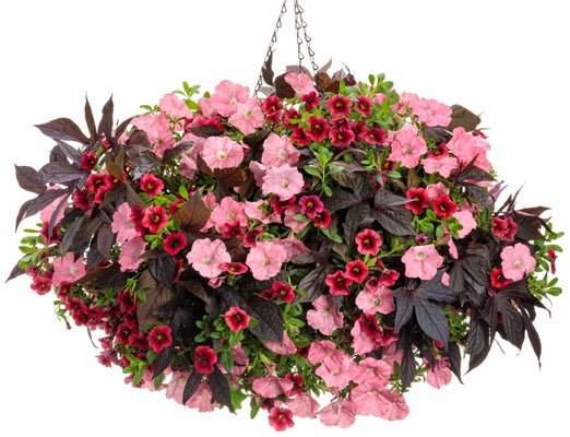 Cherryade - Hanging Basket Kit - LandscapeDirect