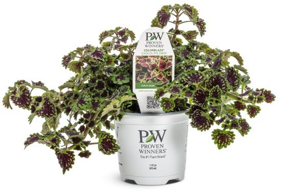 Coleus ColorBlaze Chocolate Drop - LandscapeDirect
