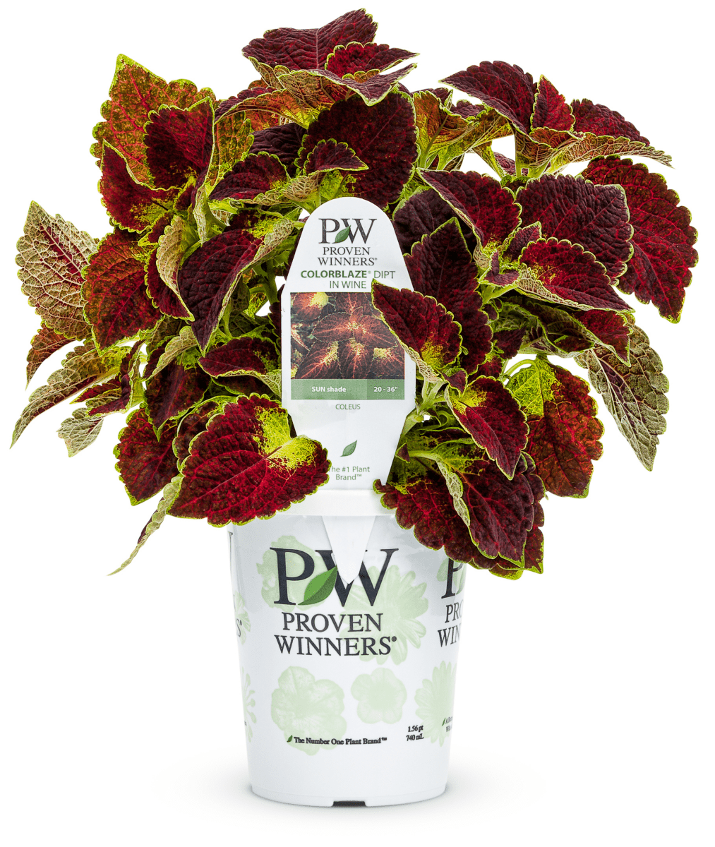 Coleus ColorBlaze Dipt in Wine - LandscapeDirect
