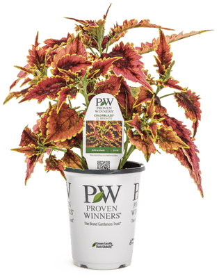 Coleus ColorBlaze El Brighto - LandscapeDirect