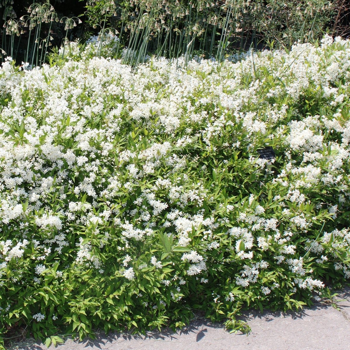 Compact Lemoine Deutzia - LandscapeDirect