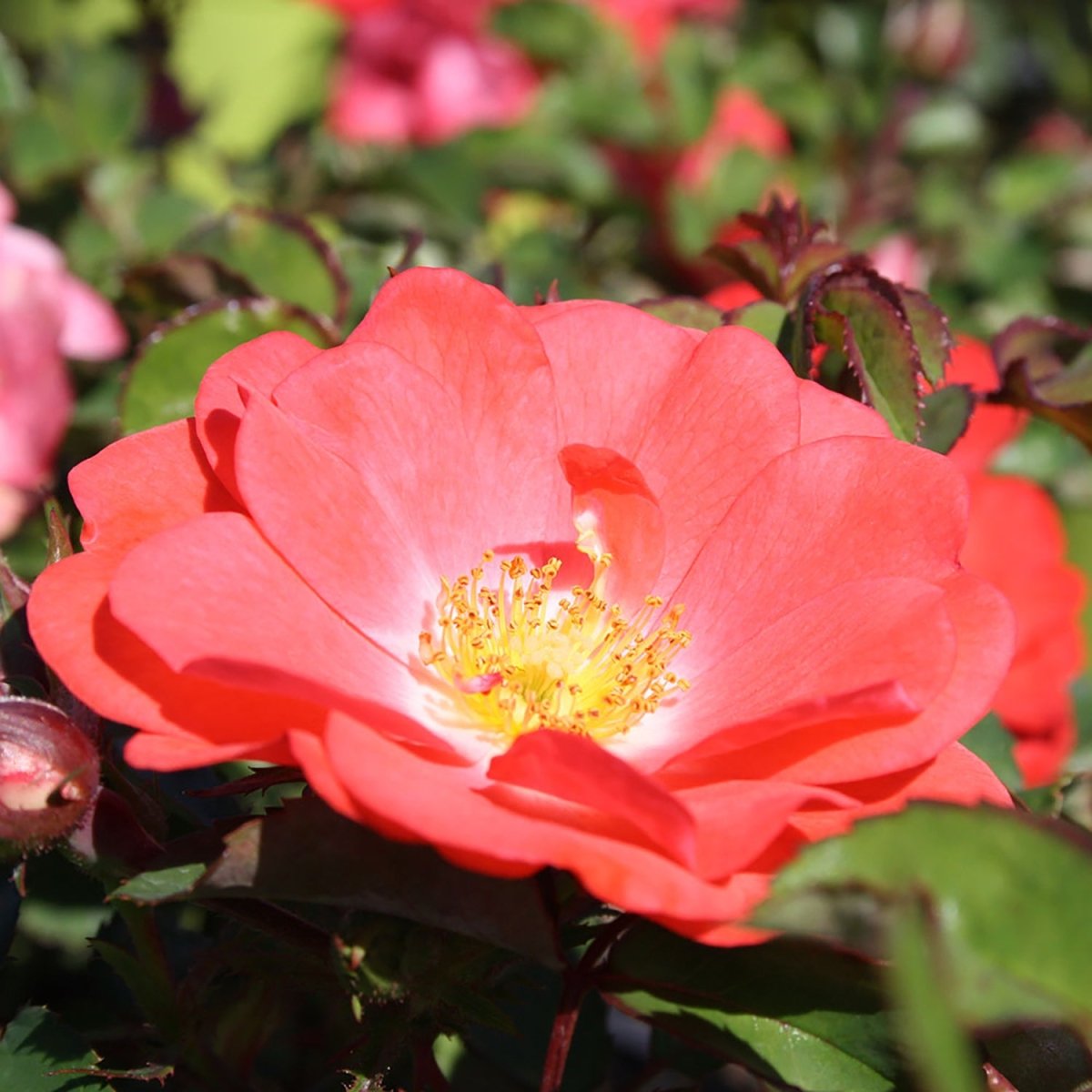 Coral Drift - Rose - LandscapeDirect
