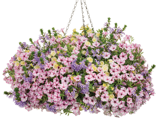 Cottage Sun - Hanging Basket Kit - LandscapeDirect