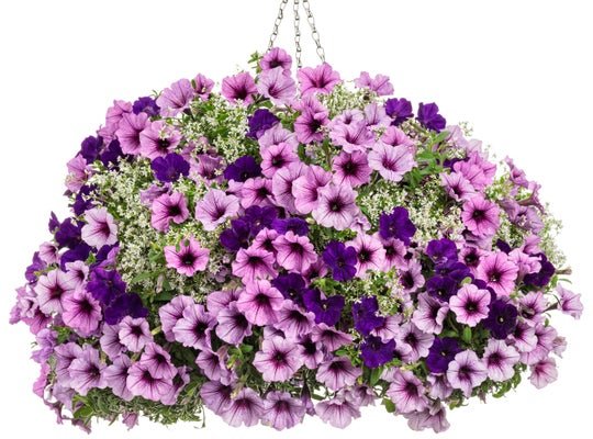 Crushed Grape - Hanging Basket Kit - LandscapeDirect