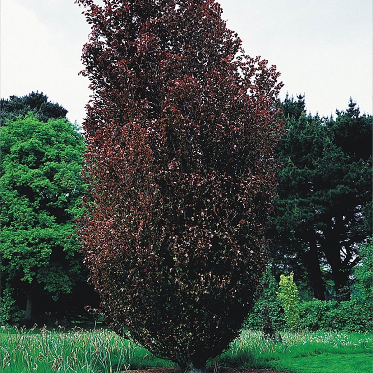 Dawyck Purple Beech - LandscapeDirect