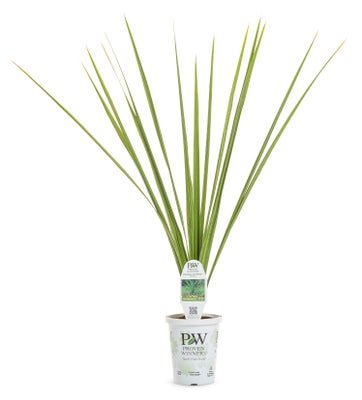 Dracaena Spike - LandscapeDirect