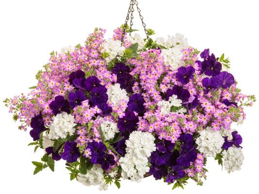 Dreamy Cloud - Hanging Basket Kit - LandscapeDirect
