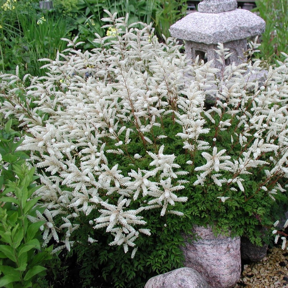 Dwarf Goat's Beard - LandscapeDirect