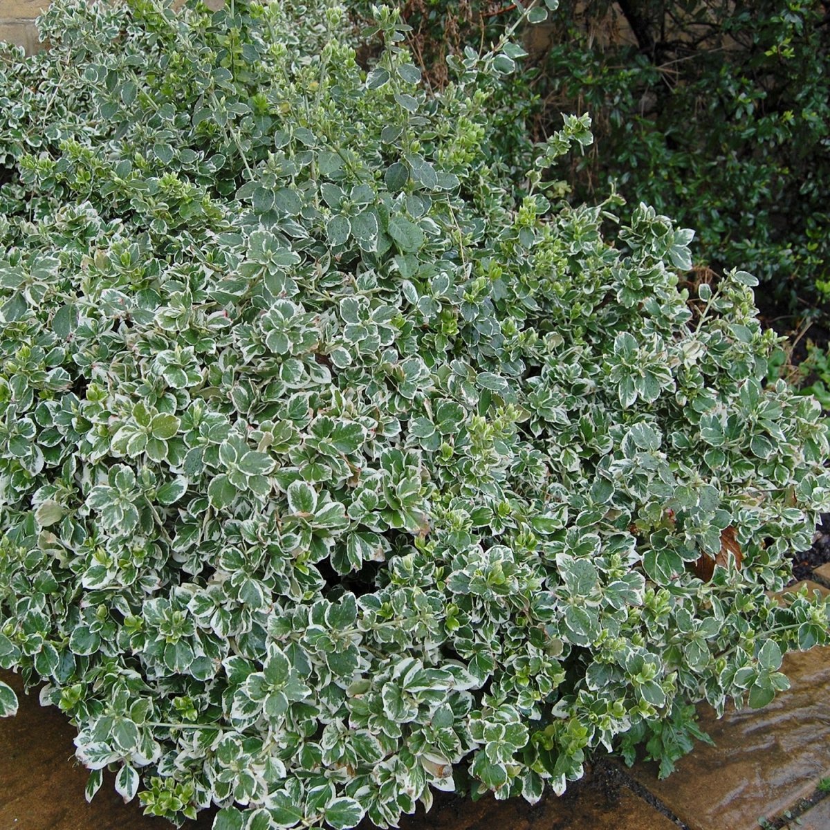 Emerald Gaiety Euonymus – LandscapeDirect