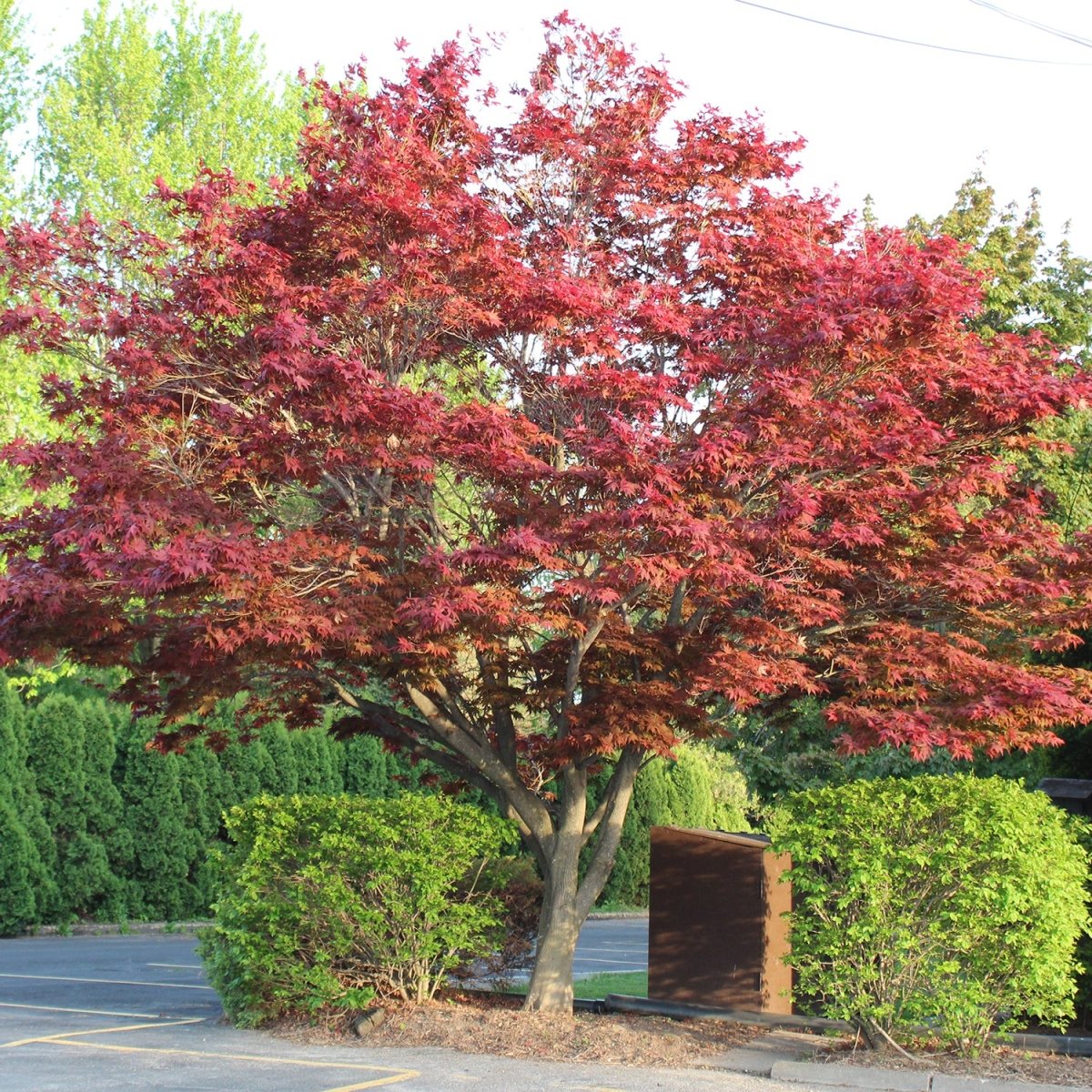 Emperor 1 Japanese Maple – LandscapeDirect Emperor 1 Japanese Maple – LandscapeDirect