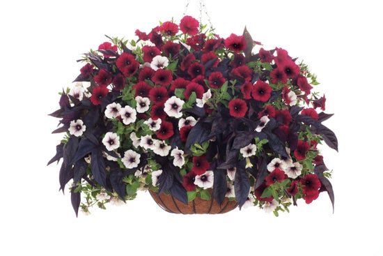 Enchanted Garden - Basket - Hanging Basket Kit - LandscapeDirect