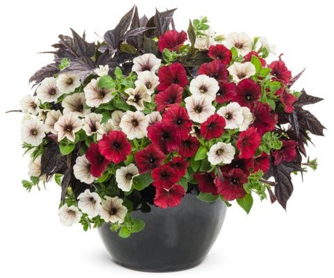 Enchanted Garden - Patio Container Kit - LandscapeDirect