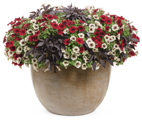 Enchanted Garden - Patio Container Kit - LandscapeDirect