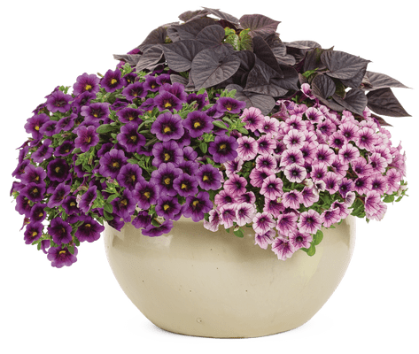 Endearment - Patio Container Kit - LandscapeDirect
