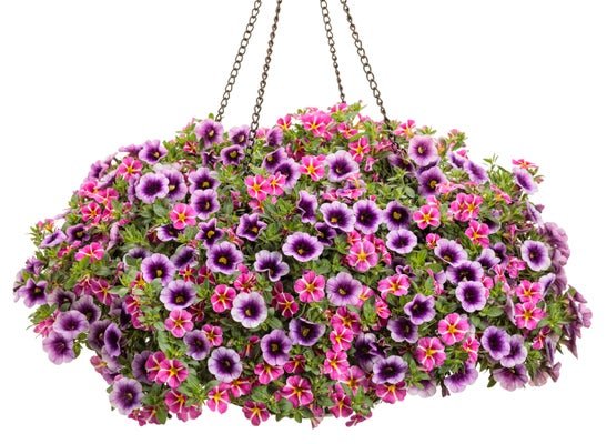 Fancy You - Hanging Basket Kit - LandscapeDirect