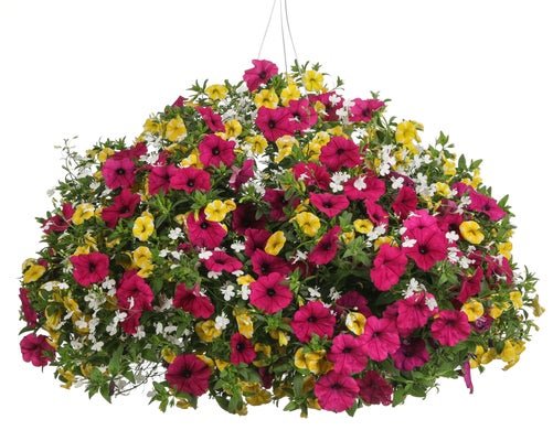 Flashbulb Fuchsia - Hanging Basket Kit - LandscapeDirect
