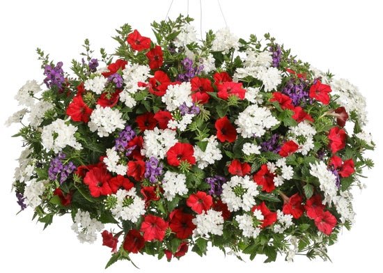 Freedom - Hanging Basket Kit - LandscapeDirect