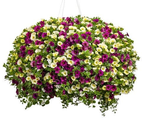 Fruit Fusion - Hanging Basket Kit - LandscapeDirect