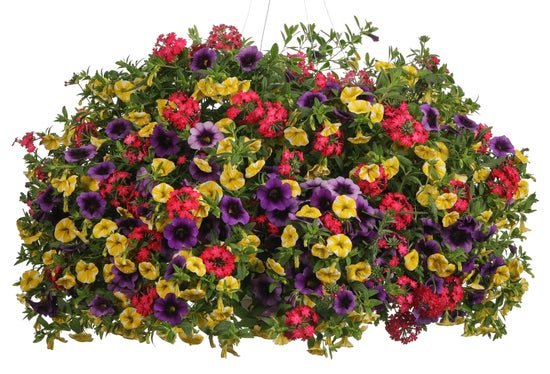 Fruit Salad - Hanging Basket Kit - LandscapeDirect